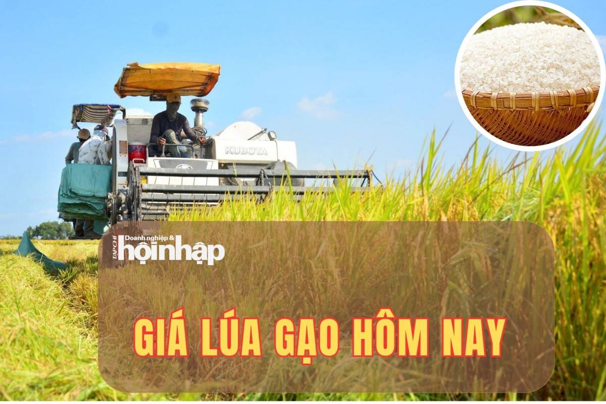 Giá lúa gạo hôm nay 19/10/2025: Giá gạo IR 504 giảm nhẹ, xuất khẩu đối mặt áp lực thị trường
