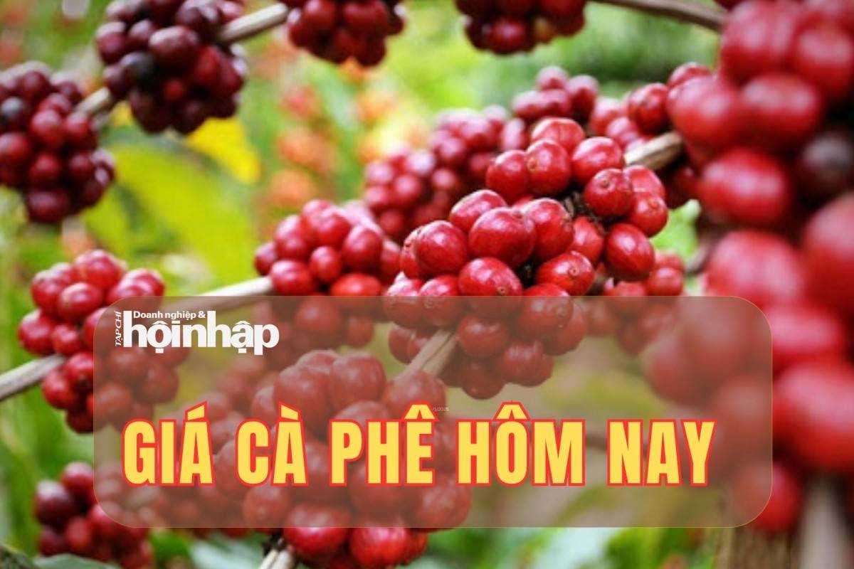 Giá cà phê hôm nay 19/10/2025: Giá cà phê Tây Nguyên giảm nhẹ, thị trường thế giới trái chiều