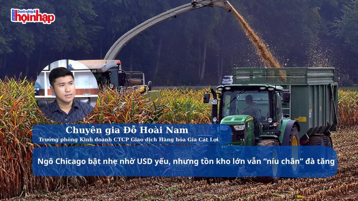 Ngô Chicago bật nhẹ nhờ USD yếu, nhưng tồn kho lớn vẫn “níu chân” đà tăng