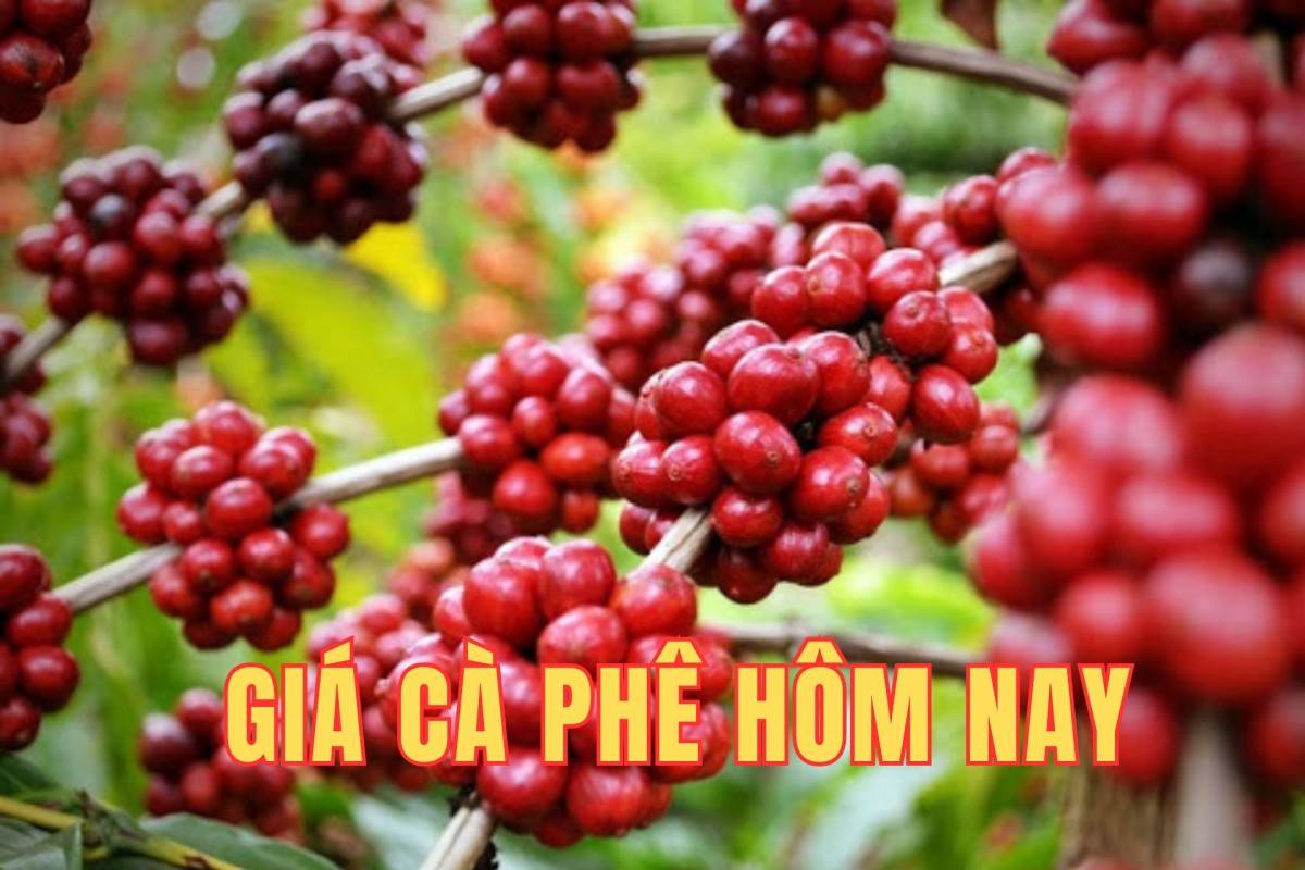 Giá cà phê hôm nay 20/10/2025: Kết thúc tuần qua, giá cà phê trong nước tăng nhẹ, thị trường thế giới trái chiều