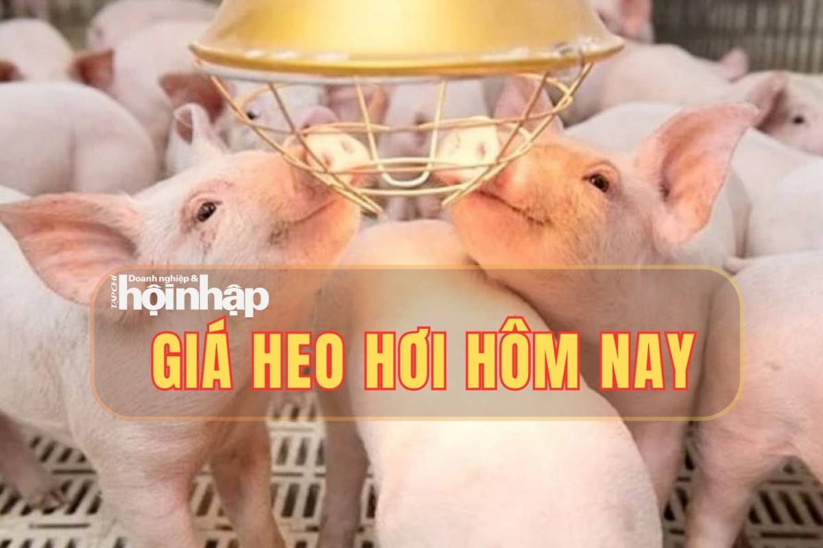 Giá heo hơi hôm nay 20/10/2025: Giá heo hơi tiếp tục ổn định trên cả nước