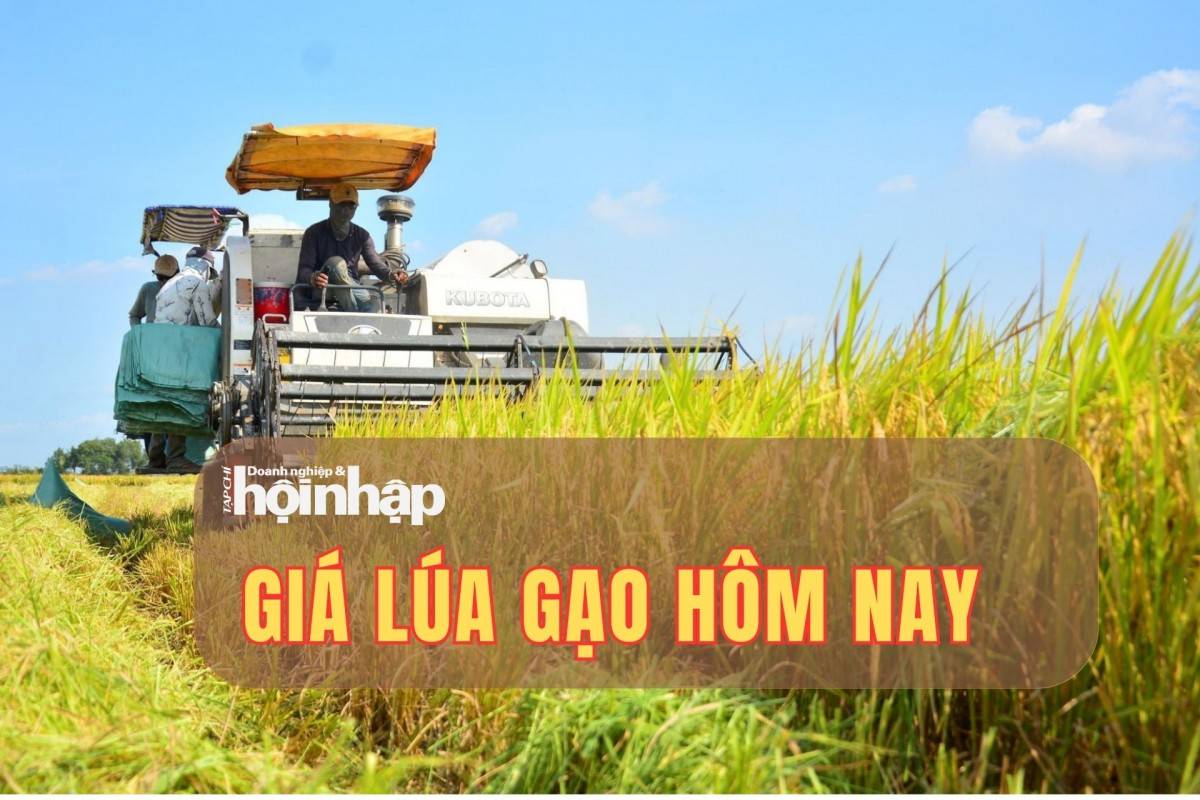 Giá lúa gạo hôm nay 20/10/2025: Giá lúa gạo duy trì ổn định