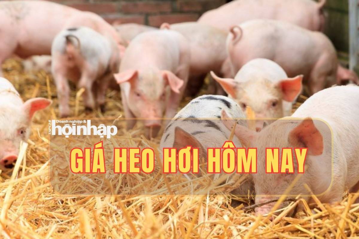 Giá heo hơi hôm nay 22/10/2025: Miền Bắc và miền nam tăng nhẹ, miền Trung - Tây Nguyên ổn định