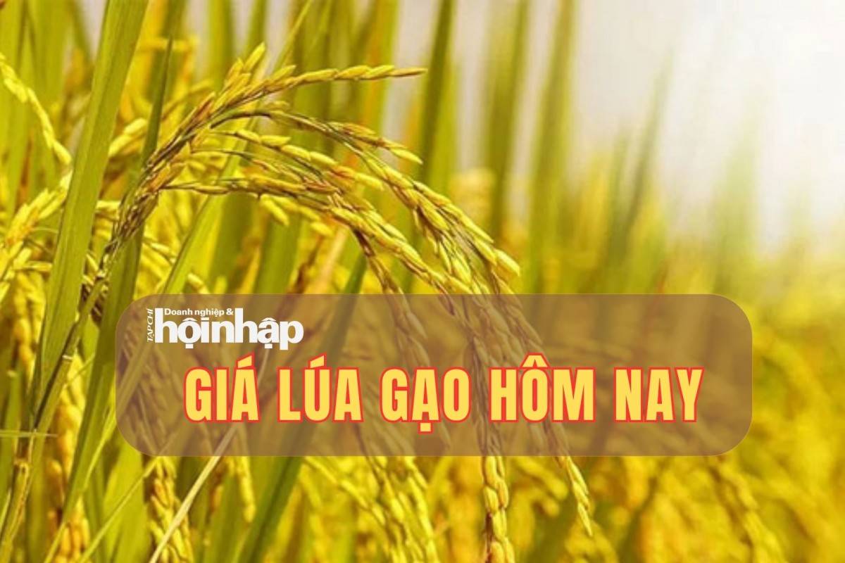 Giá lúa gạo hôm nay 23/10: Thị trường “nín thở” chờ Philippines, xuất khẩu giảm nhẹ