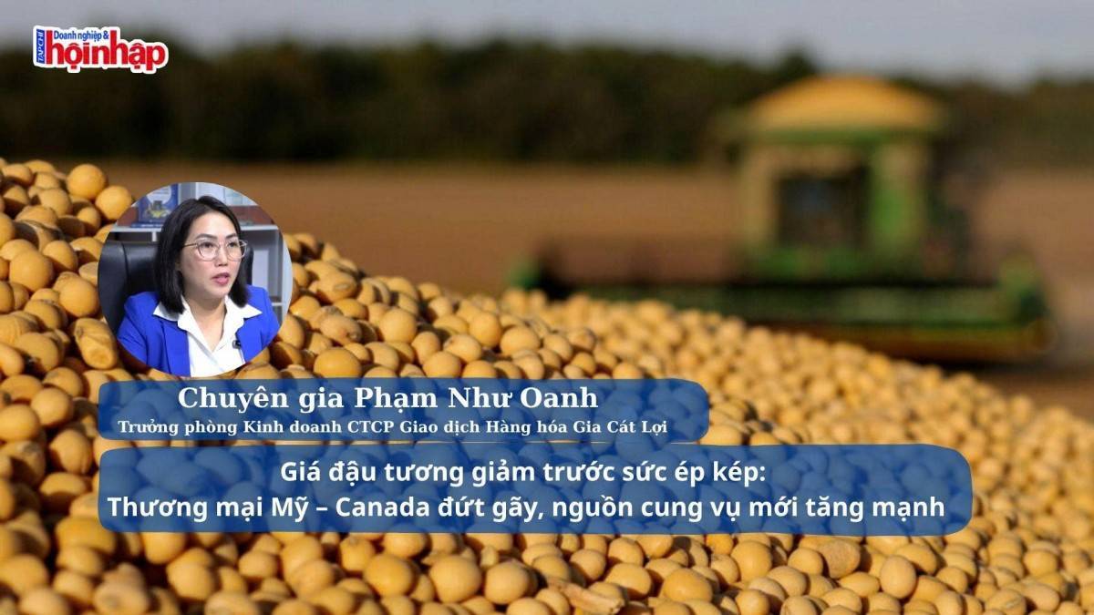 Giá đậu tương giảm trước sức ép kép: Thương mại Mỹ – Canada đứt gãy, nguồn cung vụ mới tăng mạnh