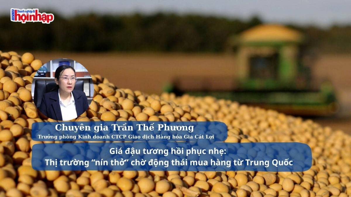 Giá đậu tương hồi phục nhẹ: Thị trường “nín thở” chờ động thái mua hàng từ Trung Quốc