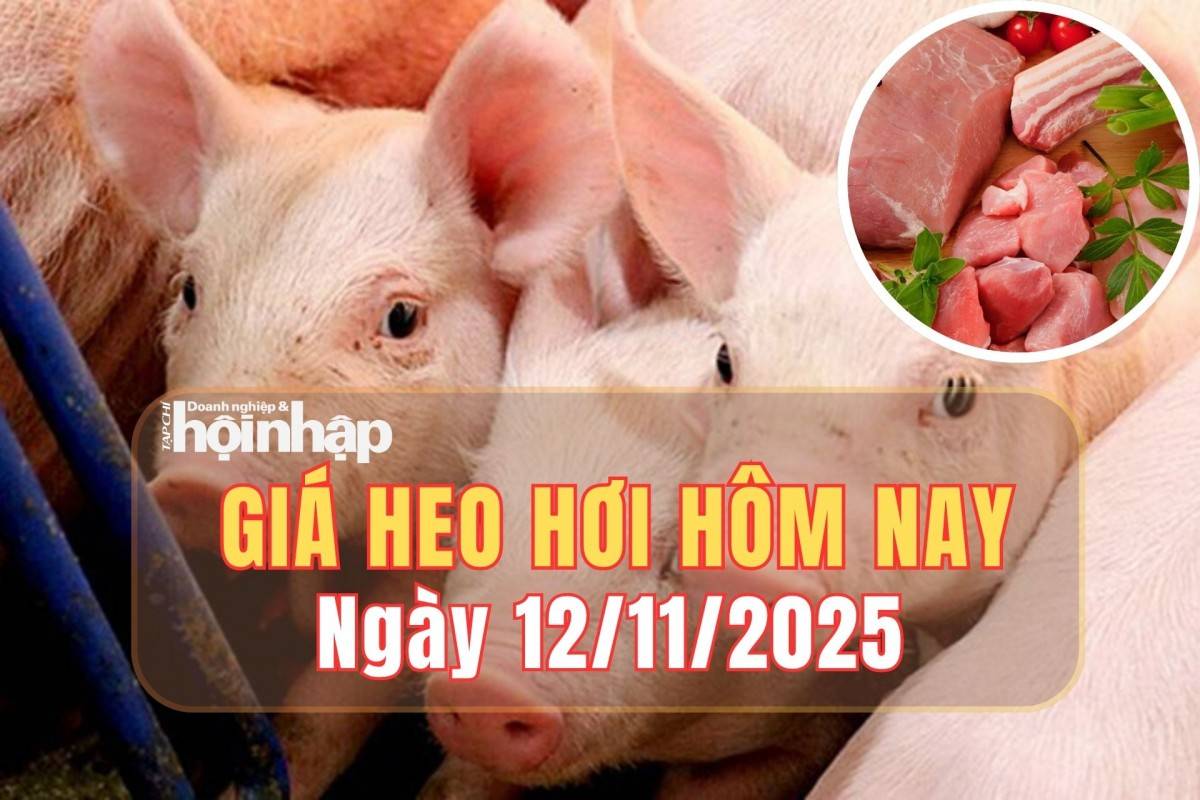 Giá heo hơi 12/11/2025: Cả nước tiếp tục giảm, nhiều địa phương hạ 1.000 đồng/kg