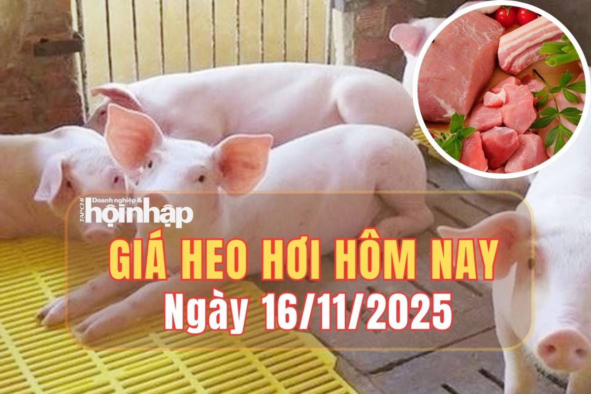 Giá heo hơi 16/11/2025: Kết thúc tuần, đà giảm tiếp diễn, dịch tả heo châu Phi lan rộng