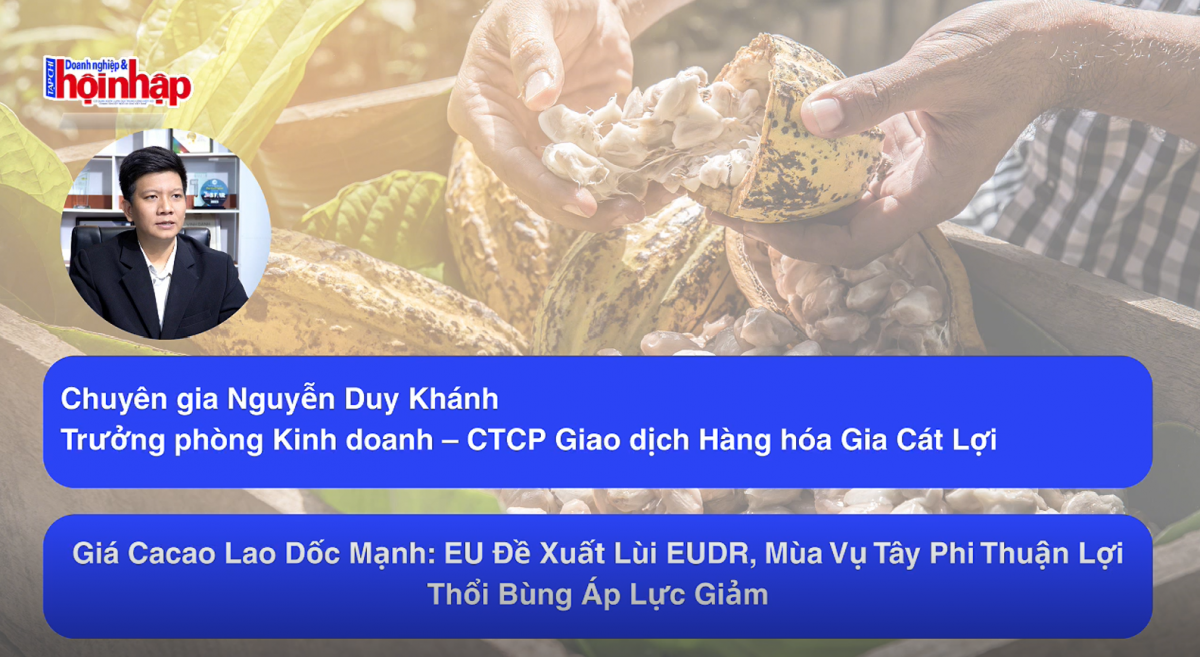Giá cacao lao dốc mạnh: EU đề xuất lùi EUDR, mùa vụ Tây Phi thuận lợi thổi bùng áp lực giảm