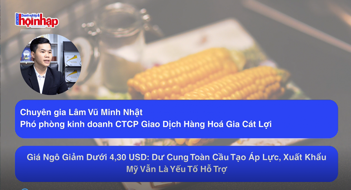 Giá ngô giảm dưới 4,30 USD: Dư cung toàn cầu tạo áp lực, xuất khẩu Mỹ vẫn là yếu tố hỗ trợ