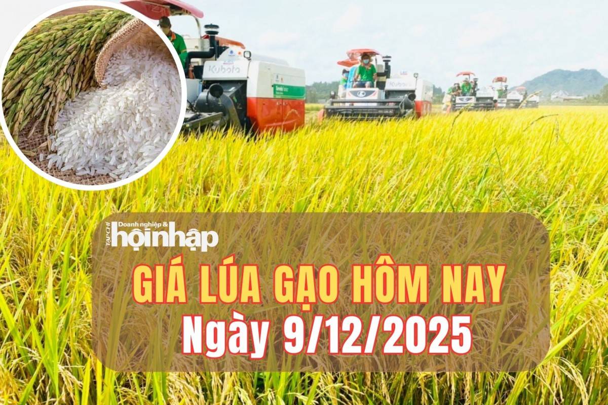 Giá lúa gạo hôm nay 9/12/2025: Thị trường giữ nhịp ổn định cuối năm