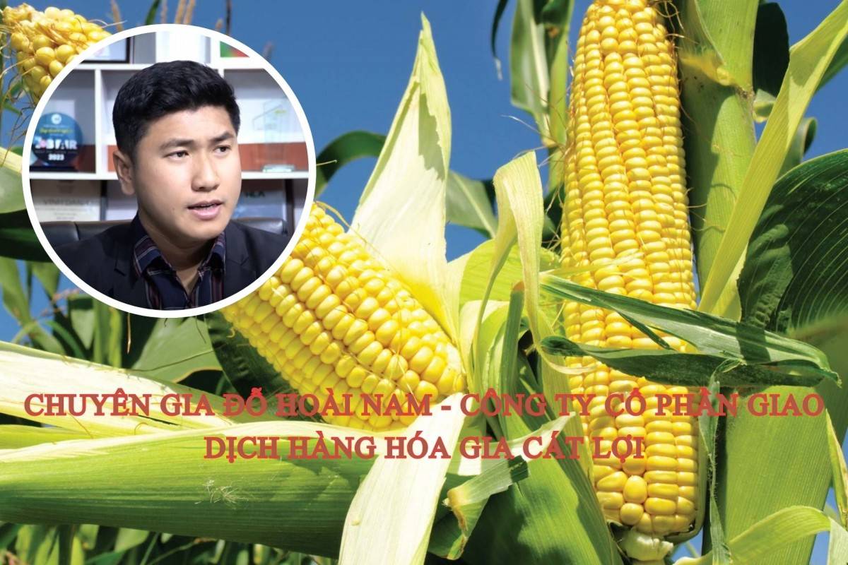 Giá ngô bật tăng mạnh trở lại: Nguồn cung thắt chặt mở ra chu kỳ phục hồi mới