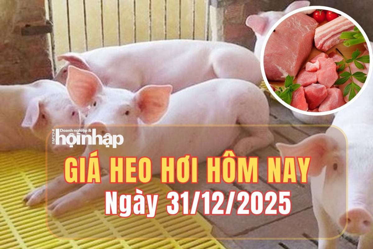 Giá heo hơi hôm nay 31/12/2025: Thị trường trái chiều, miền Nam nhích tăng cuối năm