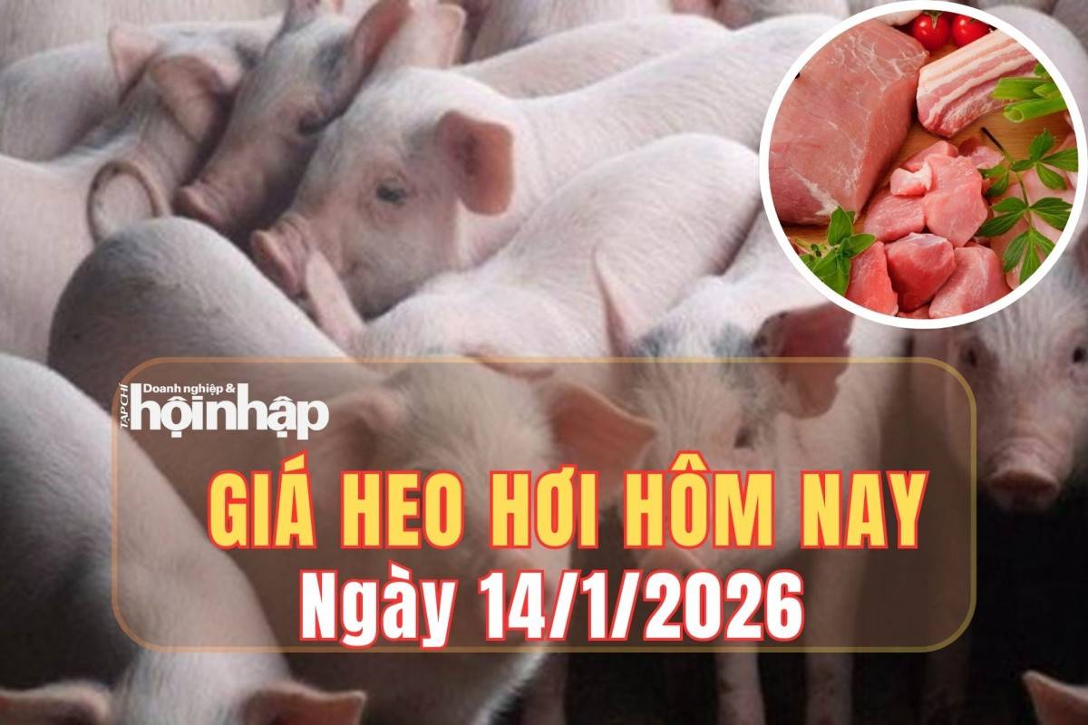 Giá heo hơi hôm nay 14/1/2026: Đà tăng lan rộng, miền Bắc giữ đỉnh