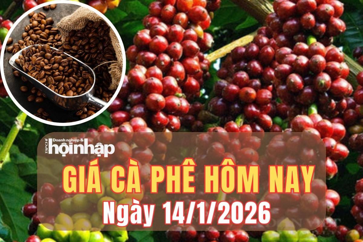 Giá cà phê hôm nay 14/1/2026: Thị trường thế giới sôi động, trong nước giữ nhịp ổn định