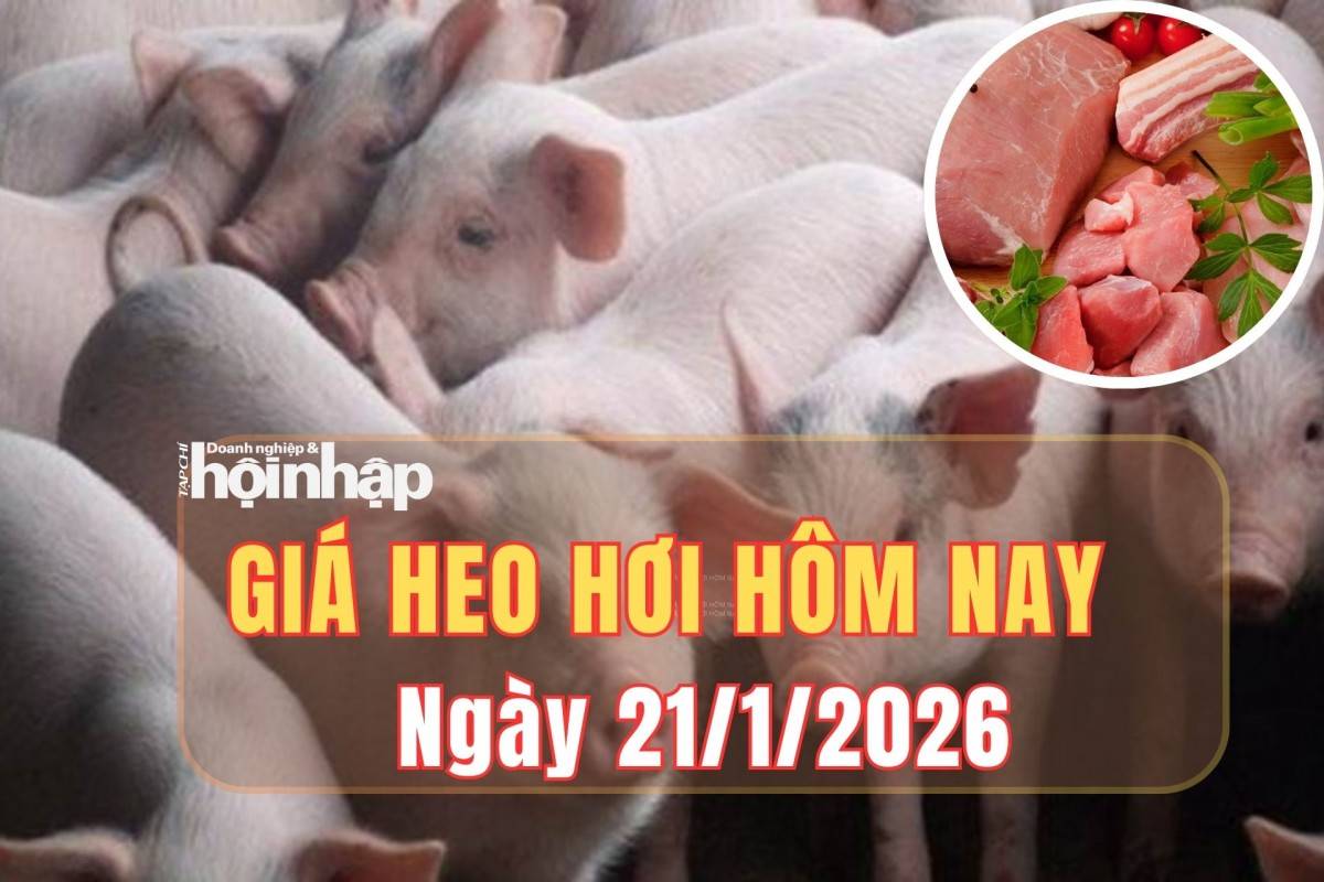 Giá heo hơi hôm nay 21/1/2026: Đồng loạt tăng trên diện rộng, đỉnh mới chạm 77.000 đồng/kg