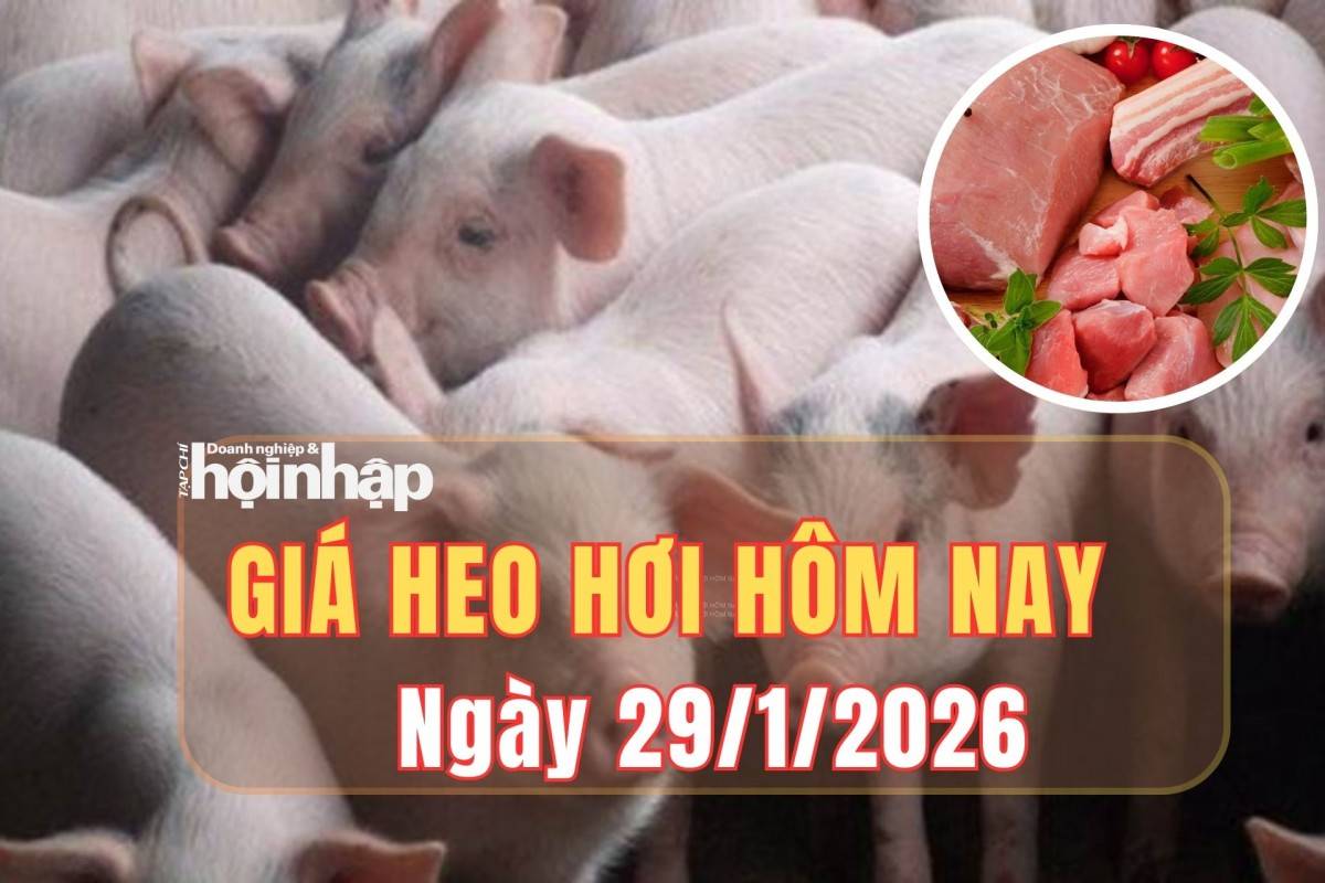 Giá heo hơi hôm nay 29/1/2026: Thị trường hạ nhiệt sau chuỗi ngày tăng nóng