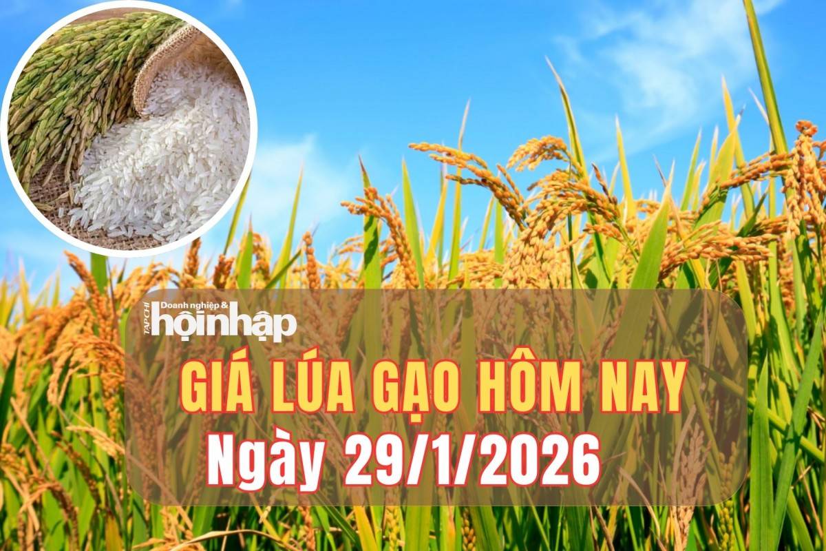 Giá lúa gạo hôm nay 29/1/2026: Lúa Đông Xuân trái chiều