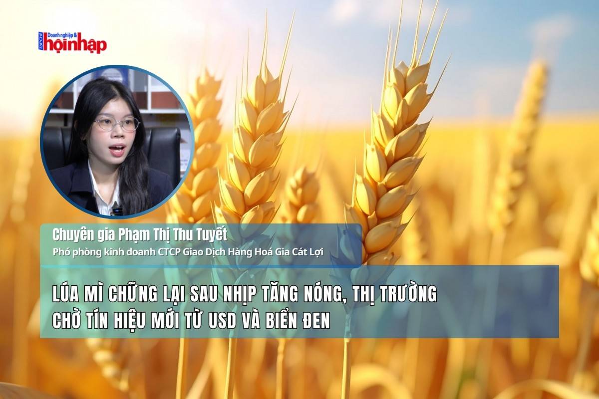 Lúa mì chững lại sau nhịp tăng nóng, thị trường chờ tín hiệu mới từ USD và biển Đen