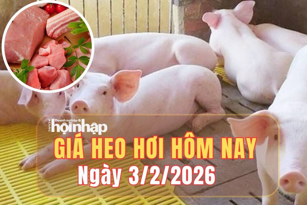 Giá heo hơi hôm nay 3/2/2026: Áp lực xả hàng lan rộng, miền Nam giảm sâu nhất