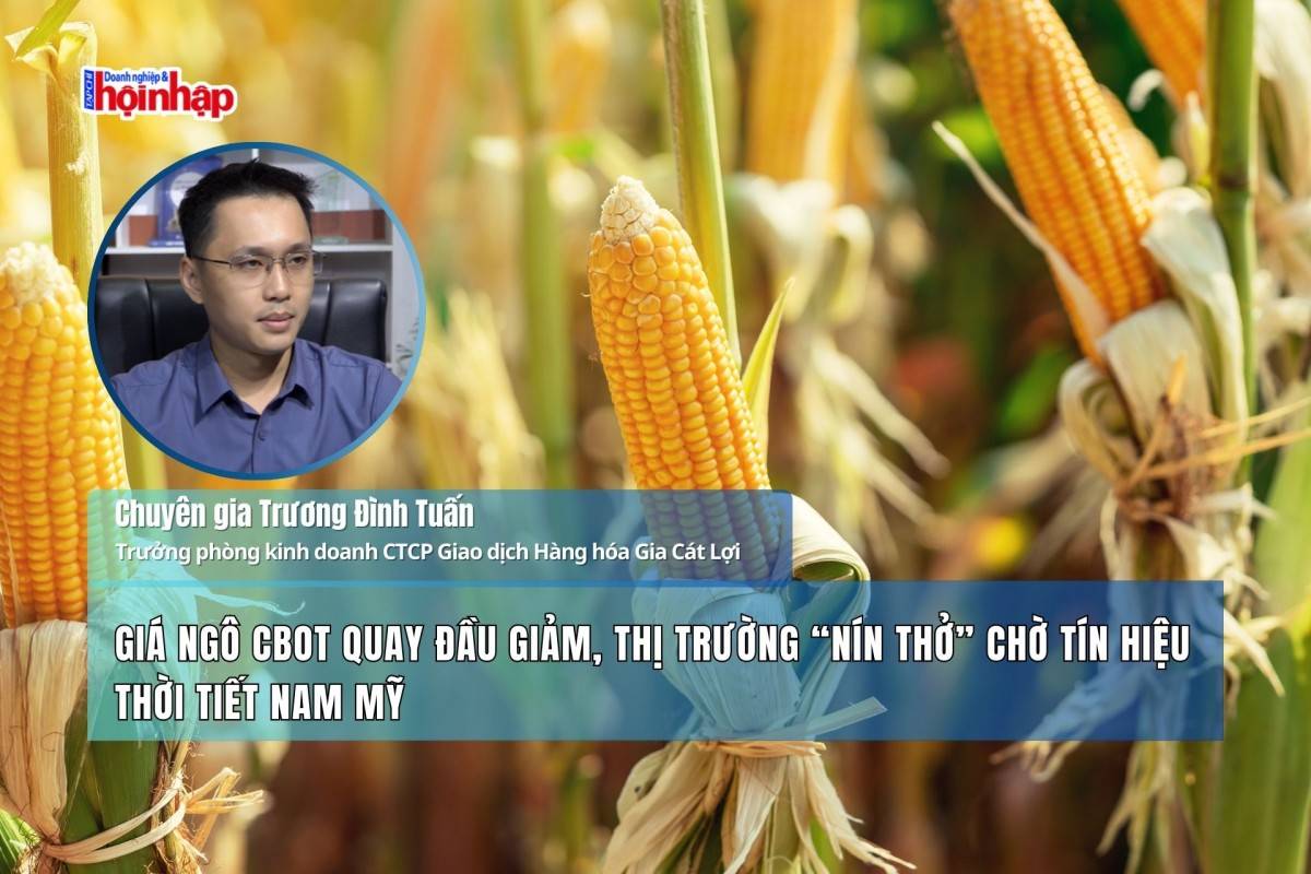 Giá ngô CBOT quay đầu giảm, thị trường “nín thở” chờ tín hiệu thời tiết Nam Mỹ