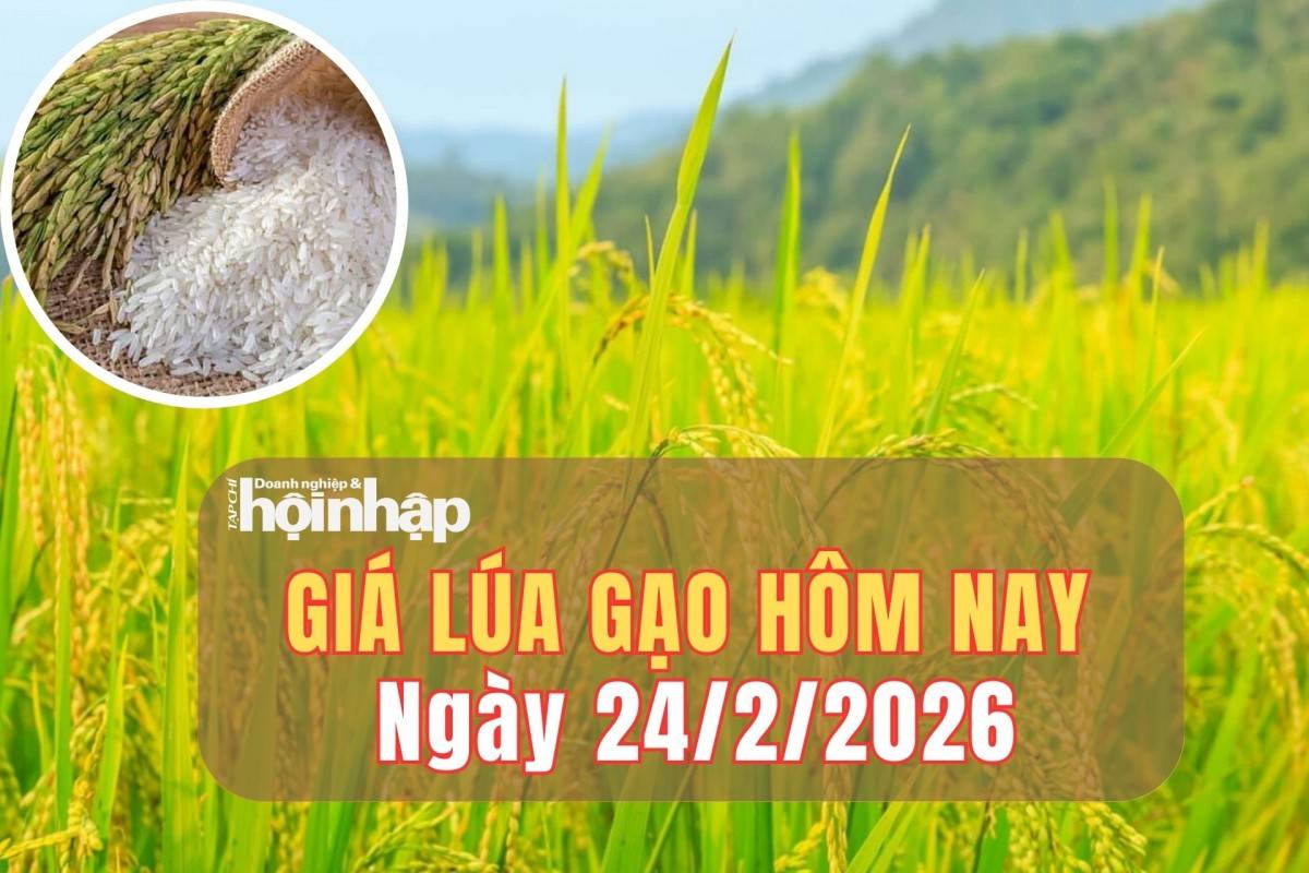 Giá lúa gạo hôm nay 24/2/2026: Giá lúa gạo biến động trái nhịp