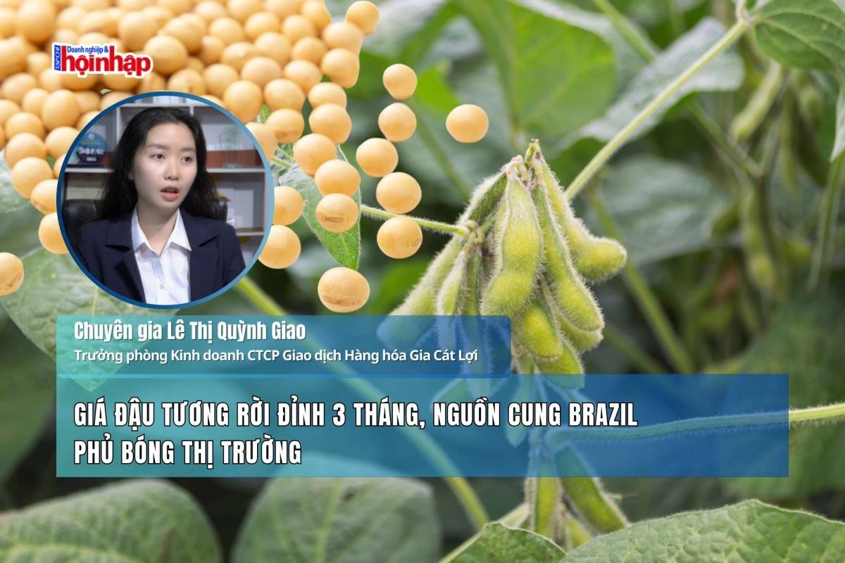 Giá đậu tương rời đỉnh 3 tháng, nguồn cung Brazil phủ bóng thị trường