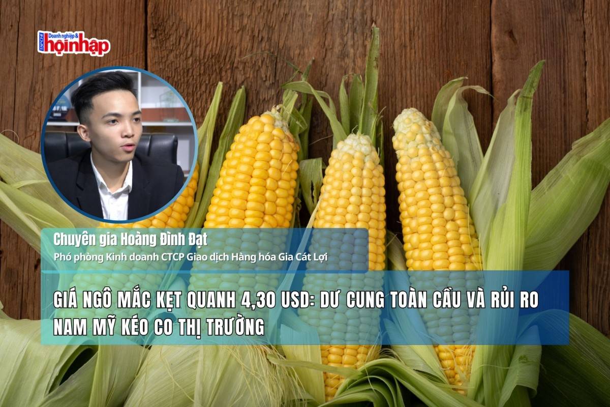 Giá ngô mắc kẹt quanh 4,30 USD: Dư cung toàn cầu và rủi ro Nam Mỹ kéo co thị trường