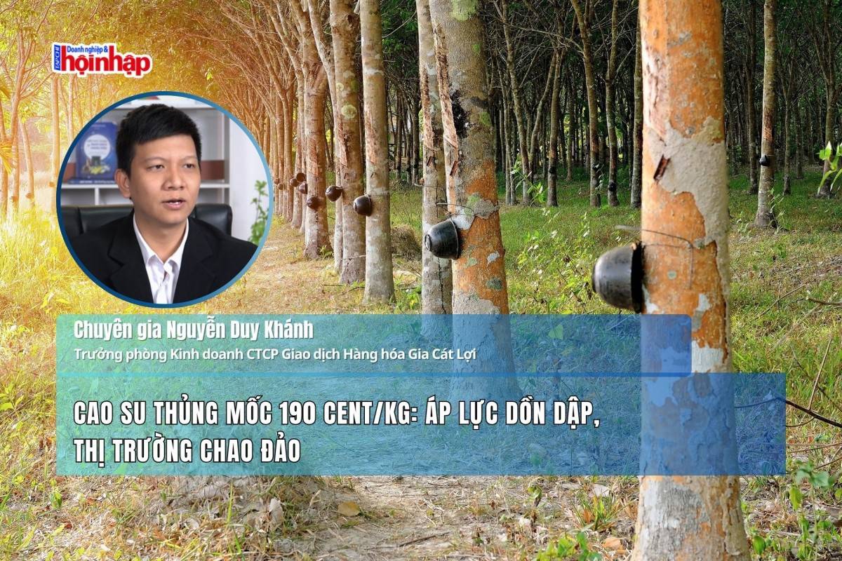 Cao su thủng mốc 190 cent/kg: Áp lực dồn dập, thị trường chao đảo