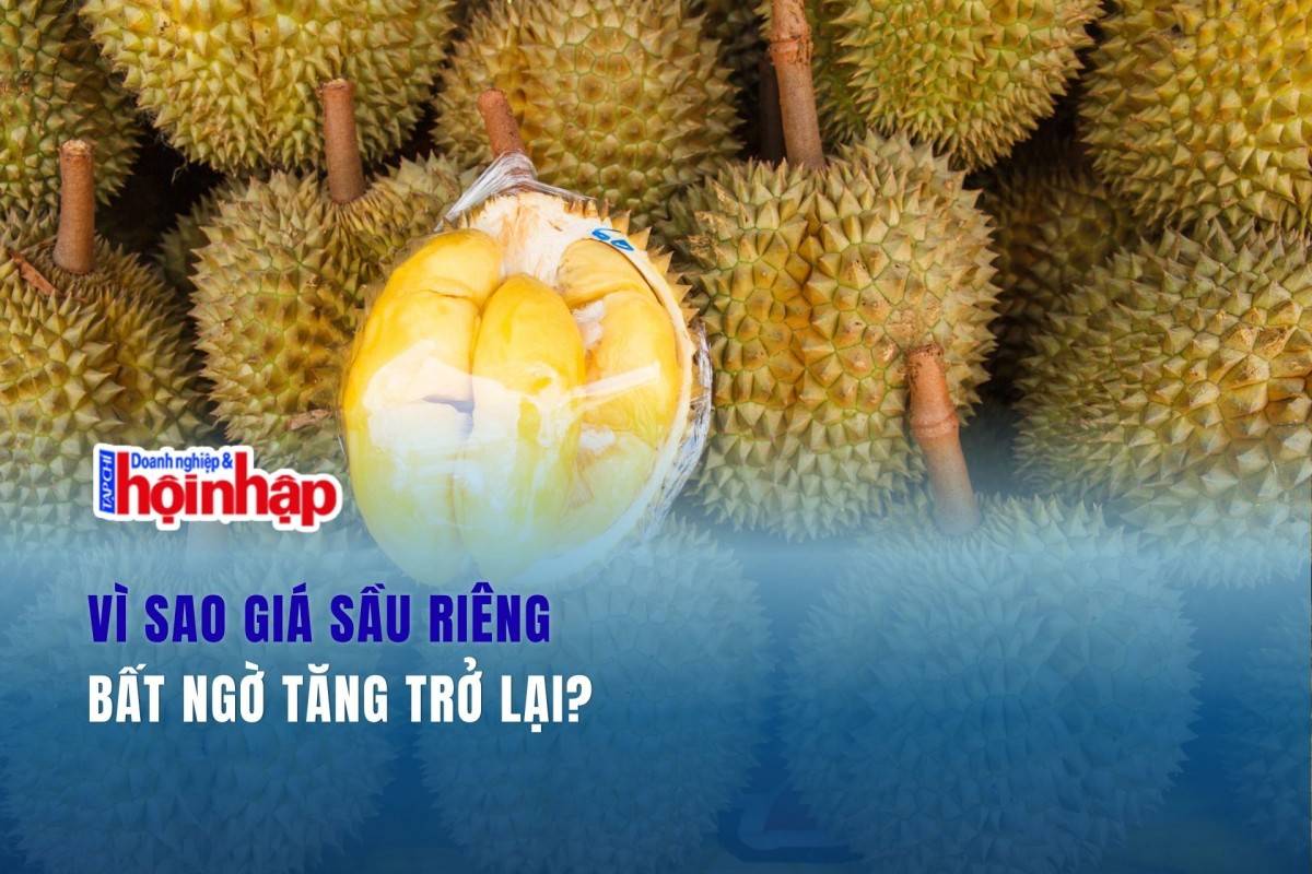 Vì sao giá sầu riêng bất ngờ tăng trở lại?